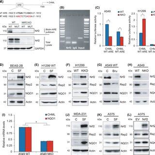 Chml Rep Knockdown Decreases A Proliferation And Migration A