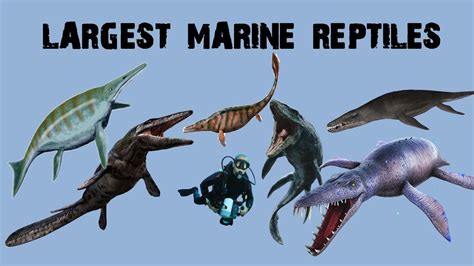 Largest Marine Reptiles Ever Recorded Youtube