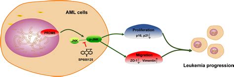 Overexpression Of PRDM5 Promotes Acute Myeloid Leukemia Cell