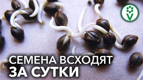 ЛУЧШИЙ СТИМУЛЯТОР ПРОРАСТАНИЯ СЕМЯН. "Будильник" для семян от Ивана ...