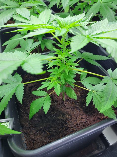 Barney's Farm - Cheese grow diary (journal) week4 by Chrisk90 - GrowDiaries