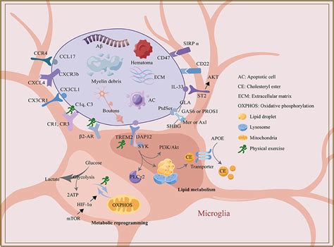 Frontiers Regulation Of Microglia Phagocytosis And Potential