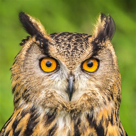 The Asymmetrical Ears of Owls — Science Studios Learning Centre ...