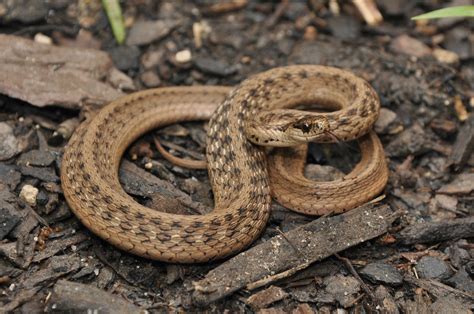 Dekays Brownsnake Reptiles Of Louisiana · Inaturalist