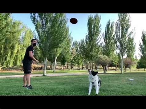 Cómo realizar un buen adiestramiento del Border Collie