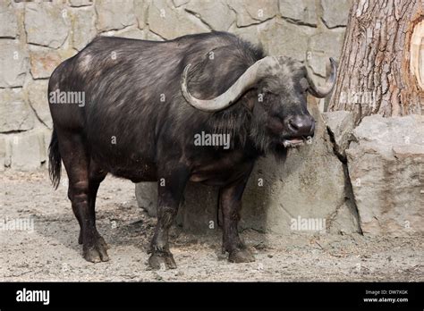 African Buffalo Hi Res Stock Photography And Images Alamy