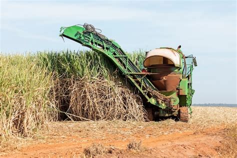 Colheita mecanizada de plantação de cana de açúcar Foto Premium