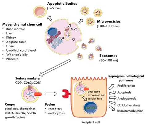 Ijms Free Full Text Mesenchymal Stem Cell Derived Extracellular