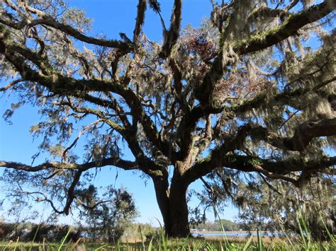 southern  oak edisto island open land trust south carolina