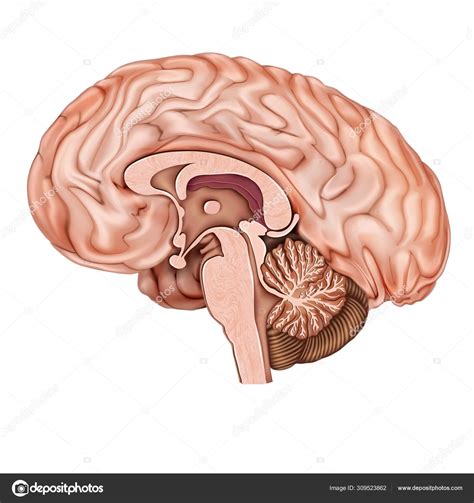 Sagittal Section Of The Human Brain Structure Of The Human Brain