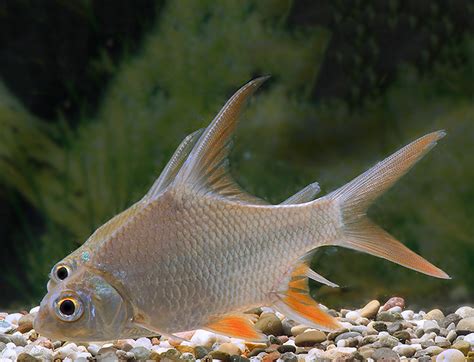 Sichelflossen Barbe Puntioplites Falcifer Barben Schwarmfische