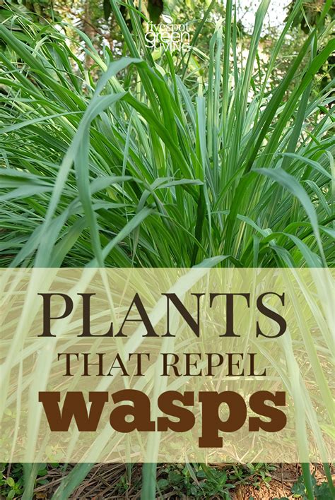 The Best Wasp Deterrent Plants