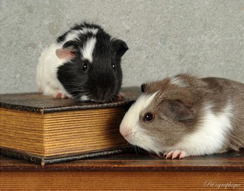 Collinswood Barnabas Adorable Baby Guinea Pigs For Adoption