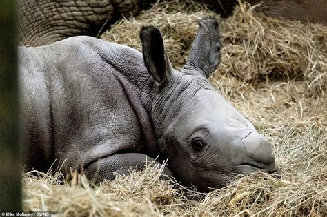 Adorable Pictures Show New Born Rhino Nuzzling Her Mother Cotswold