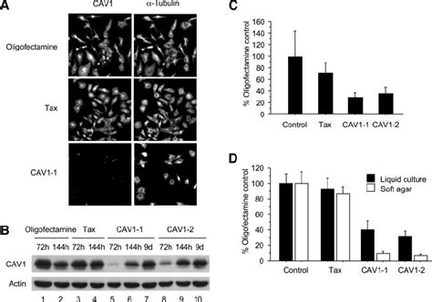 Small Interfering RNA SiRNA Mediated Down Regulation Of Caveolin 1