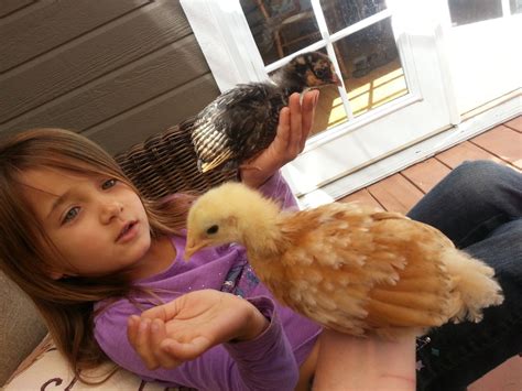 Is This A Golden Sex Link Male Or Female Backyard Chickens Learn How To Raise Chickens