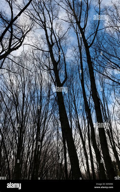 maple forest  autumn stock photo alamy