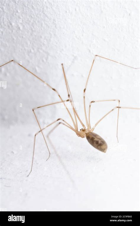 Pholcidae Pholcus Phalangioides Macro De Ara A De Bodega Conocida