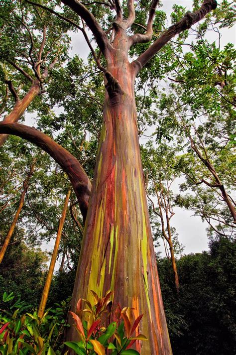 69 Best Painted Eucalyptus Trees Images On Pinterest Rainbows Nature And Rainbow Eucalyptus Tree