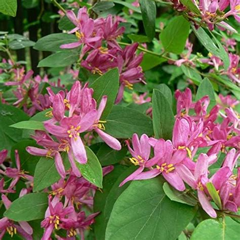 Amazon CHUXAY GARDEN 200 Seeds Lonicera Heckrottii Gold Flame