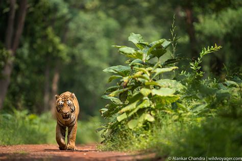 Tigers of India