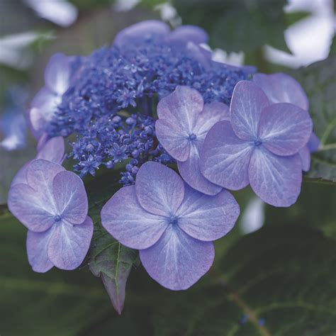 Endless Summer Hydrangea Pop Star Lawn Garden Retailer