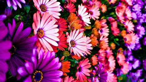 Cluster Of Purple Pink And Orange Petaled Flower Hd Wallpaper