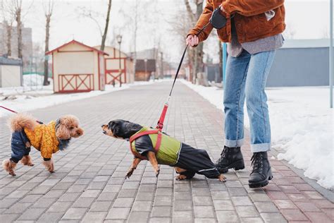 On Leash Aggression Whole Dog Journal