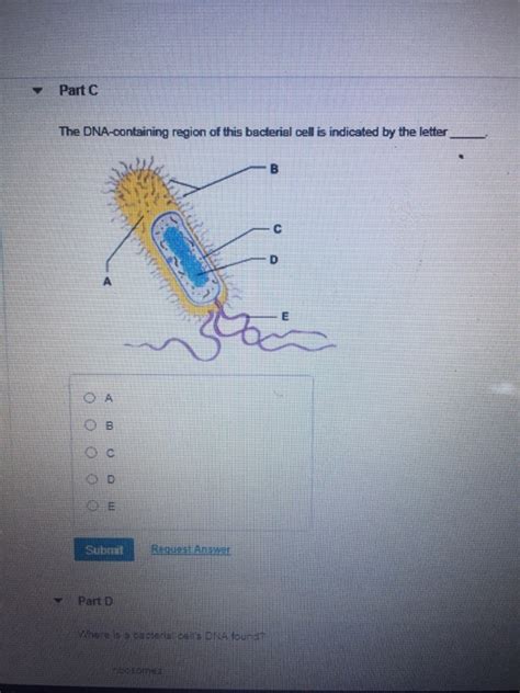 Solved PartC The DNA Containing Region Of This Bacterial Chegg