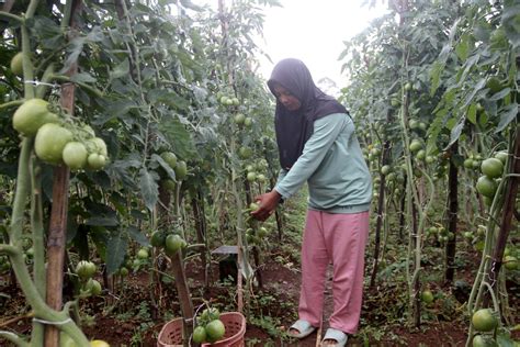 Nilai Tukar Petani Pada April Trurun 1 89