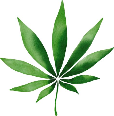 Watercolor Hand Drawn Cannabis 11210853 PNG