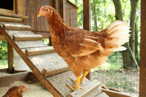 Golden Comet Chicken Breed Info Where To Buy Chicken And Chicks Info