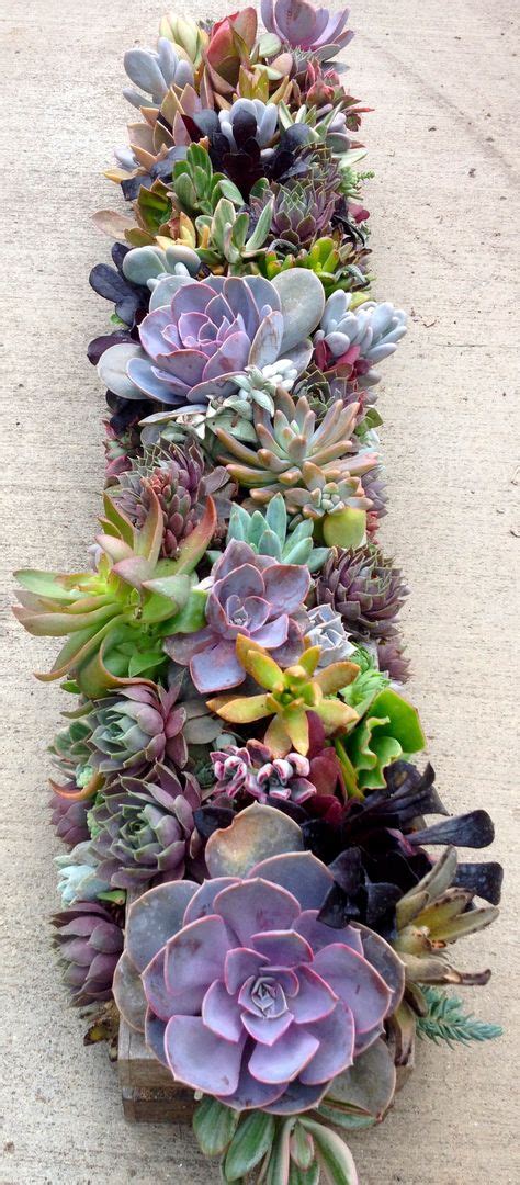 16 Best Sedum arrangements images | Succulents garden, Succulents ...