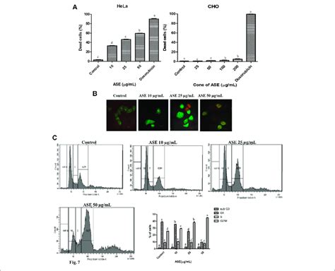 Effects Of Ase On Hela Cell Line Including The Viability Of Cells Download Scientific