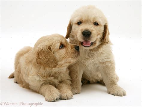 Dogs Two Golden Retriever Puppies Photo Wp33035