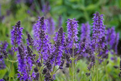 Cómo cuidar la salvia