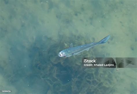 Ikan Mullet Abuabu Flathead Berenang Di Laut Foto Stok Unduh Gambar