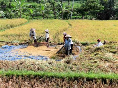 How To Start Rice Farming In Cambodia Business Plan Rice Varieties