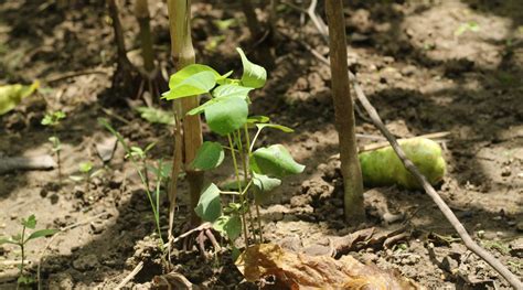 Cotton Planting Season – SukkhaCitta