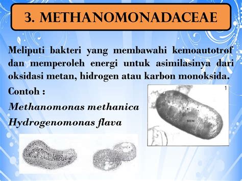 Ppt Divisi Schizophyta Powerpoint Presentation Free Download Id