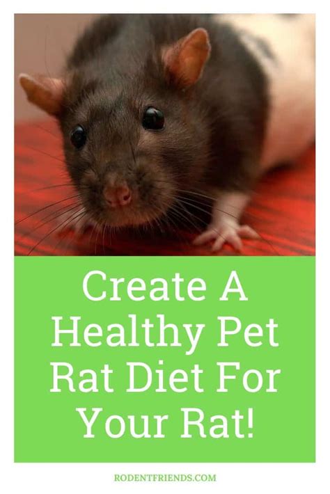 Creating A Healthy Pet Rat Diet For Your Rat! - Rodent Friends