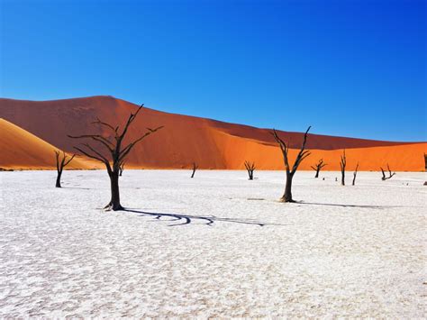 You Need To See Sossusvlei Ancient Trees And Stunning Red Dunes