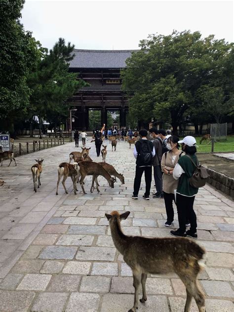 Todaiji Temple And The Surprisingly Assertive Bowing Deer Of Nara Sea