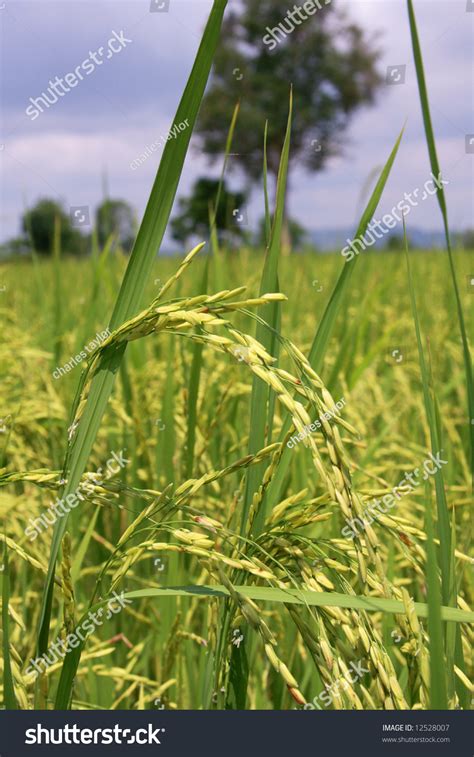 Rice Paddys In Cambodia Stock Photo 12528007 Shutterstock