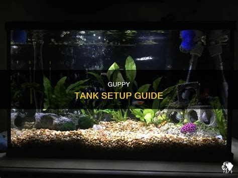 Guppy Tank Setup Guide PetShun