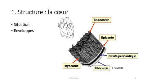 Solution Chapitre Appareil Circulatoire Studypool