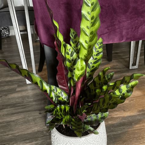 Why Indoor Plants Good For You Ultimate Guide Eureka Farms