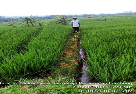 Cara Budidaya Padi Untuk Memperoleh Hasil Optimal