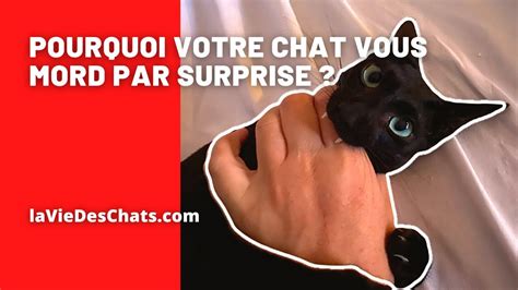 Pourquoi Votre Chat Vous Mord Raisons Youtube