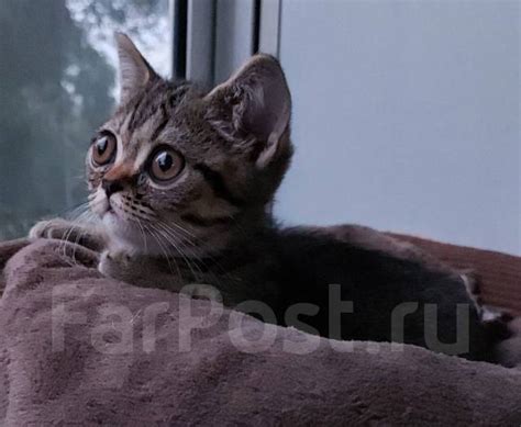 Манчкин, в наличии во Владивостоке